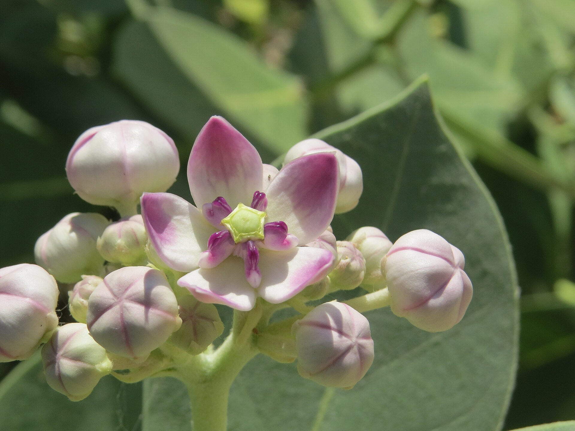Calotrope (koton swa) — Calotropis procera, used in Haitian and Caribbean herbal tradition