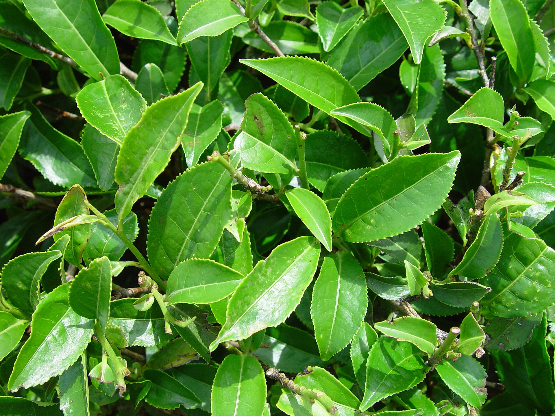 Tea plant (Green/Black tea) (Te (Te vèt / Te nwa)) — Camellia sinensis, used in Haitian and Caribbean herbal tradition