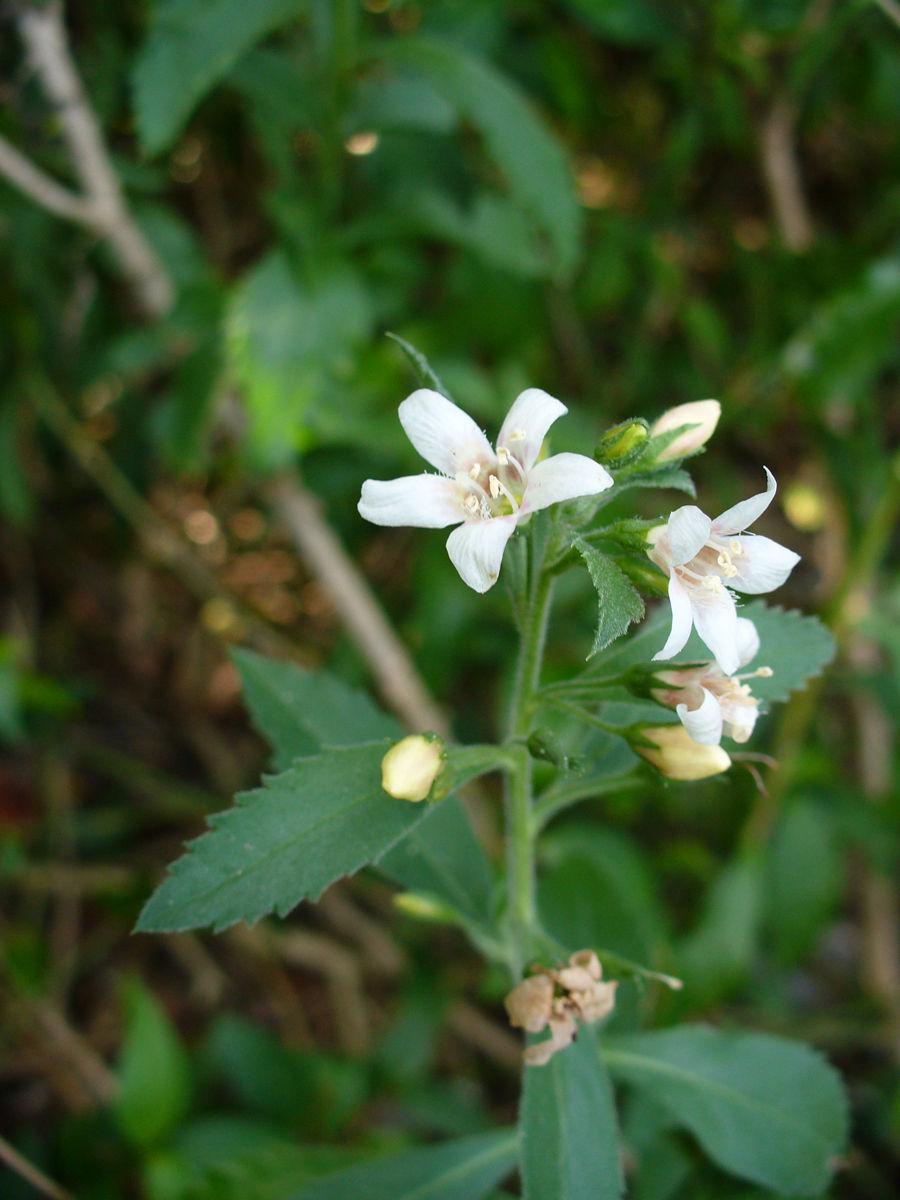 Goatweed (te peyi) — Capraria biflora, used in Haitian and Caribbean herbal tradition