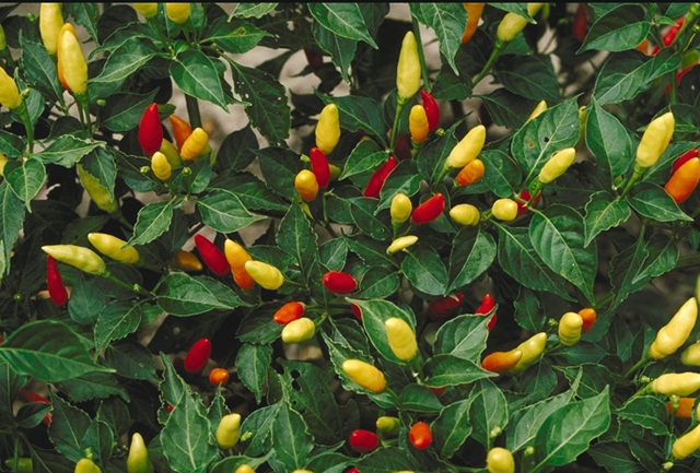 Hot pepper (piman) — Capsicum frutescens, used in Haitian and Caribbean herbal tradition
