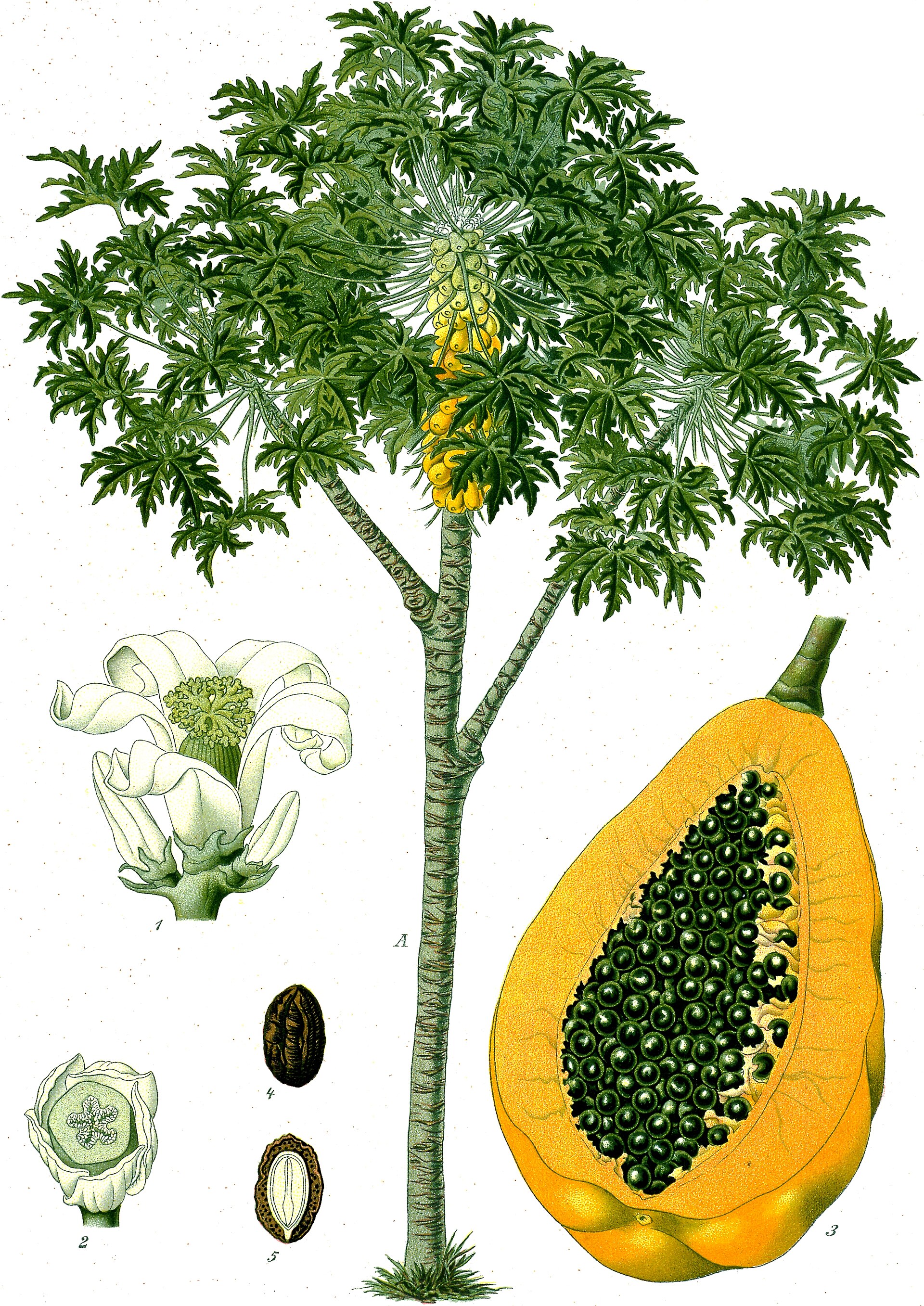 Papaya (pye papay) — Carica papaya, used in Haitian and Caribbean herbal tradition