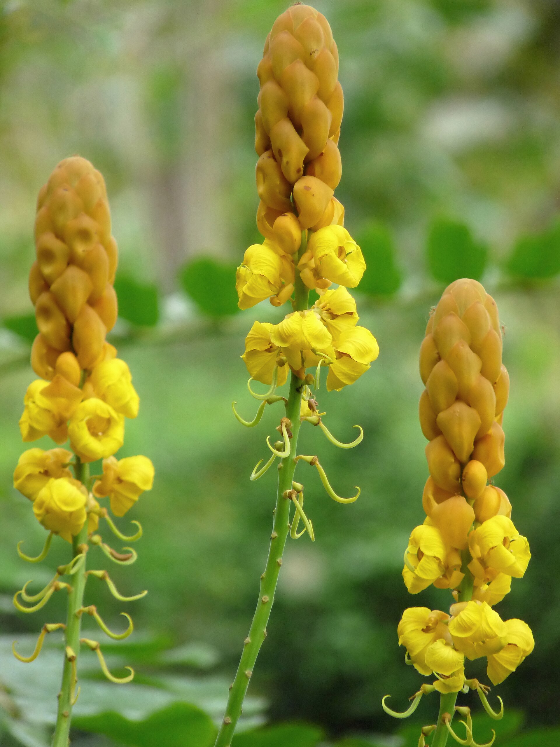 Ringworm senna (dat) — Cassia alata, used in Haitian and Caribbean herbal tradition