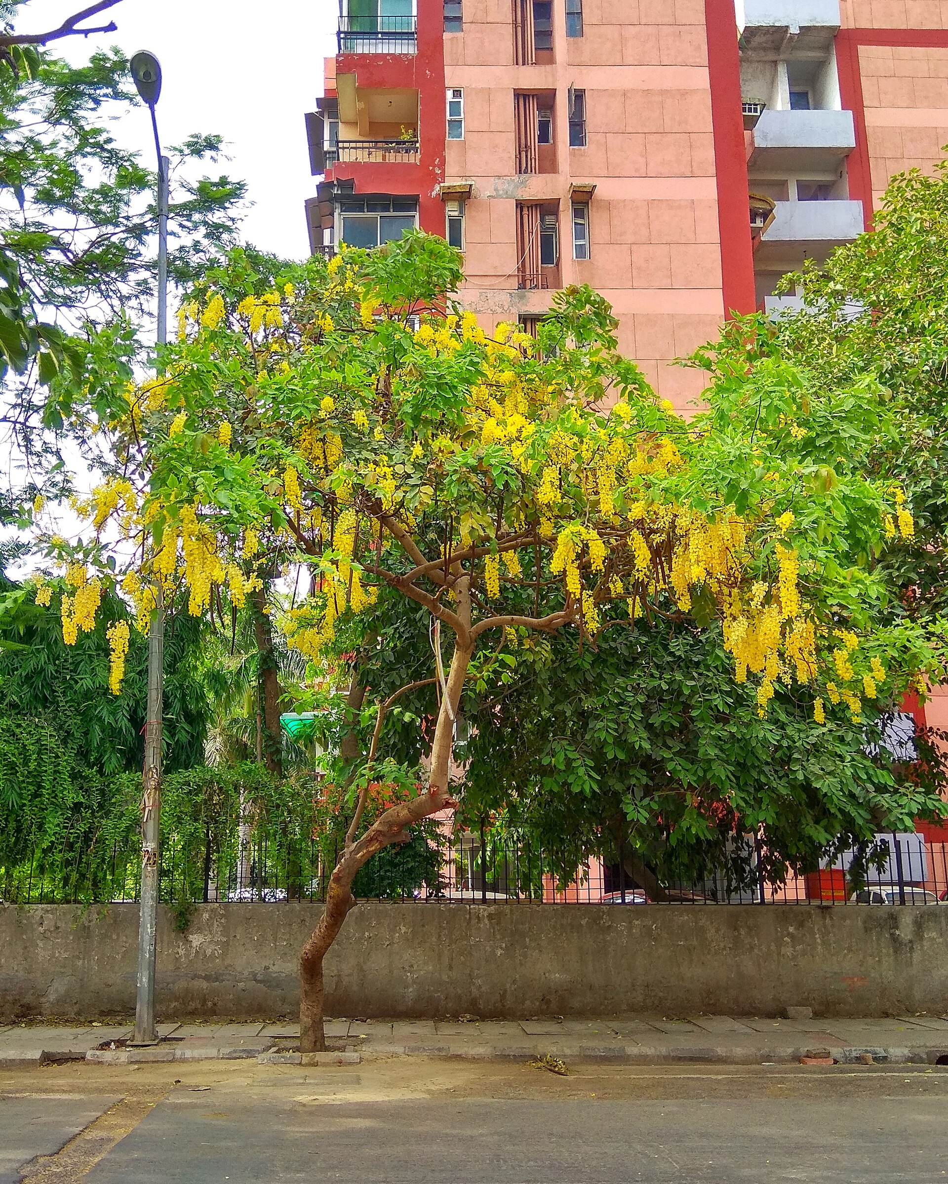 Golden shower (kas) — Cassia fistula, used in Haitian and Caribbean herbal tradition
