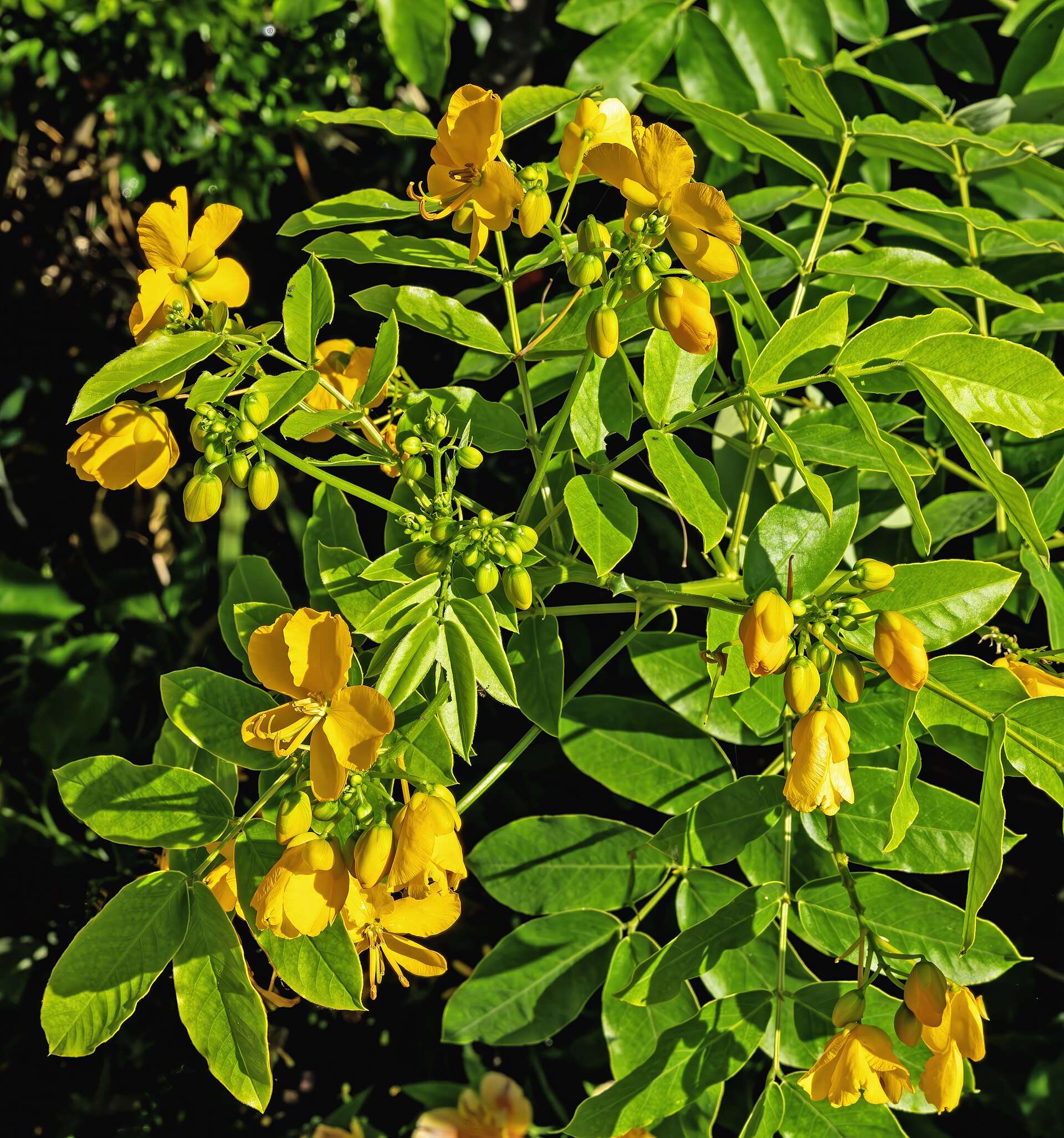 Coffee senna (pwa pyant) — Cassia occidentalis, used in Haitian and Caribbean herbal tradition