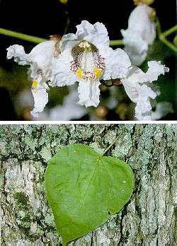 Haitian catalpa (bwa dchenn) — Catalpa longissima, used in Haitian and Caribbean herbal tradition