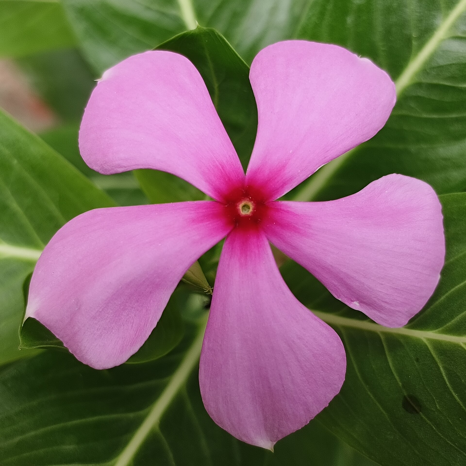 Periwinkle (san sès) — Catharanthus roseus, used in Haitian and Caribbean herbal tradition