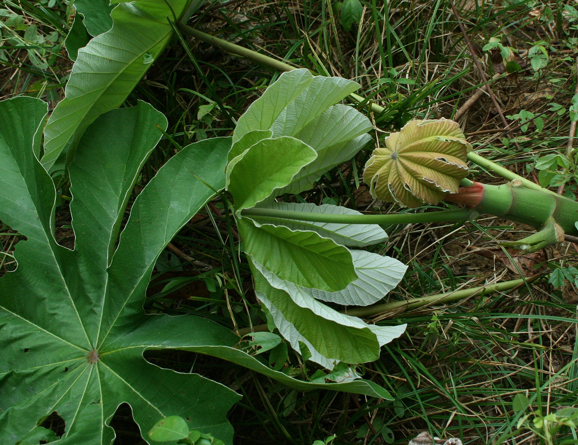 Trumpet tree (pye twonpèt) — Cecropia peltata, used in Haitian and Caribbean herbal tradition