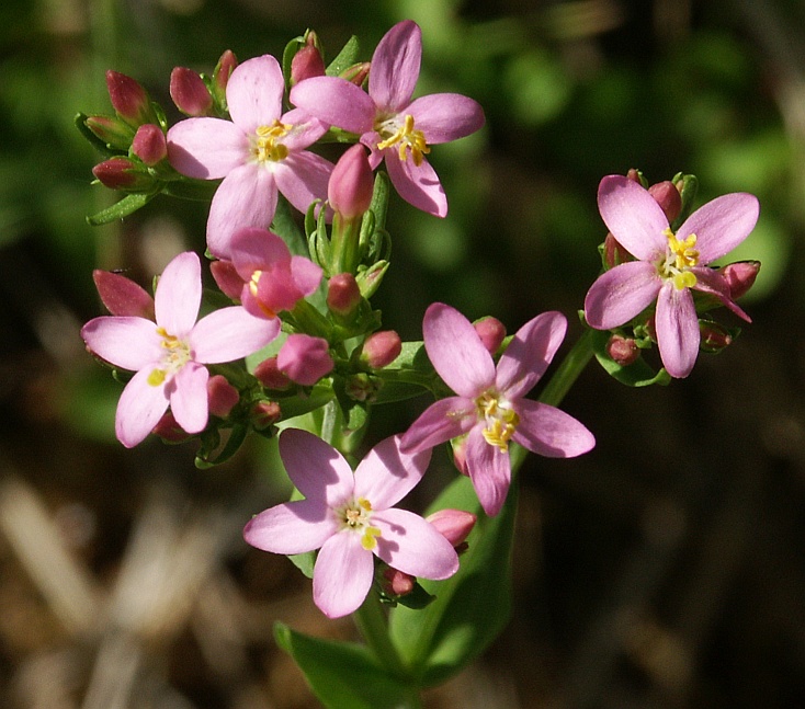 Centaury (Ti santore) — Centaurium erythraea, used in Haitian and Caribbean herbal tradition