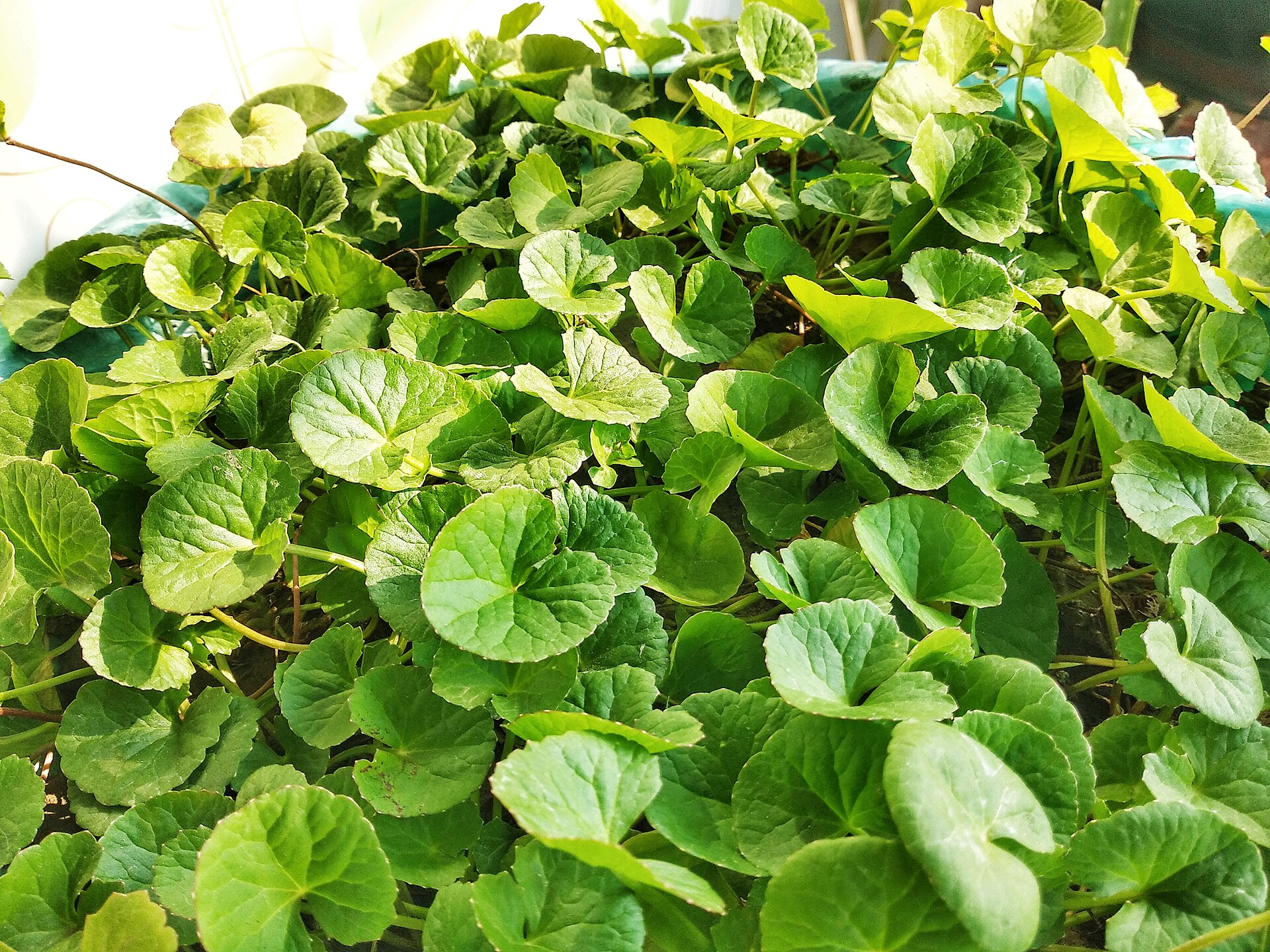 Gotu kola — Centella asiatica, used in Haitian and Caribbean herbal tradition