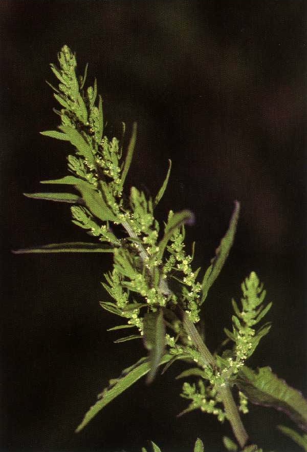 Wormseed (semen kontra) — Chenopodium ambrosioides, used in Haitian and Caribbean herbal tradition