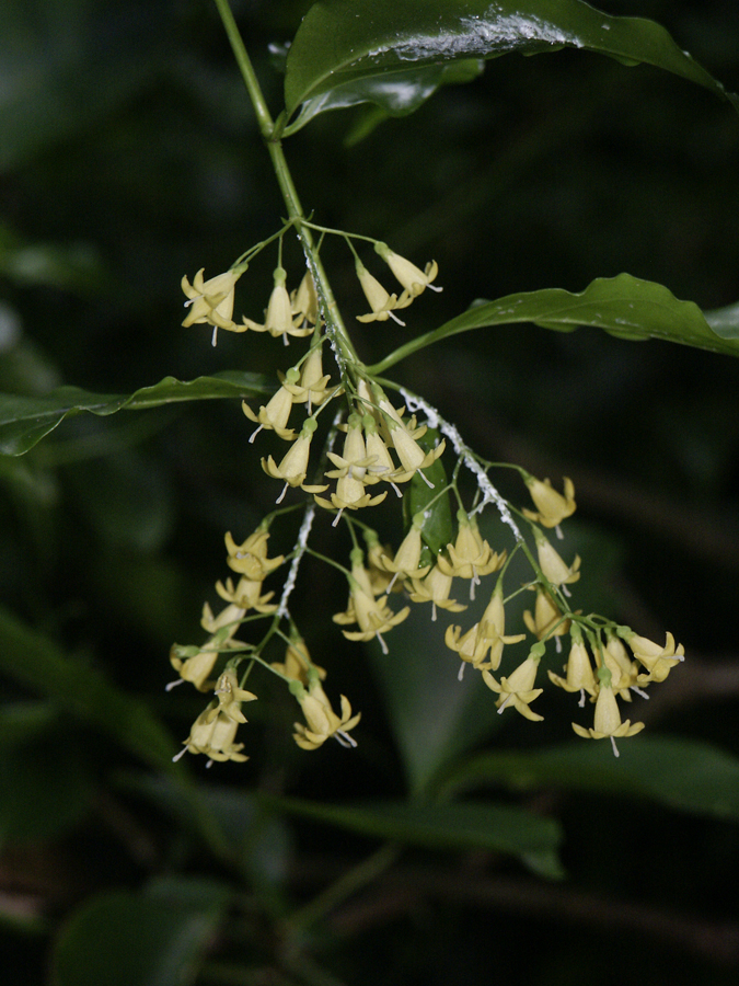 Snowberry (Kòk sourit) — Chiococca alba, used in Haitian and Caribbean herbal tradition