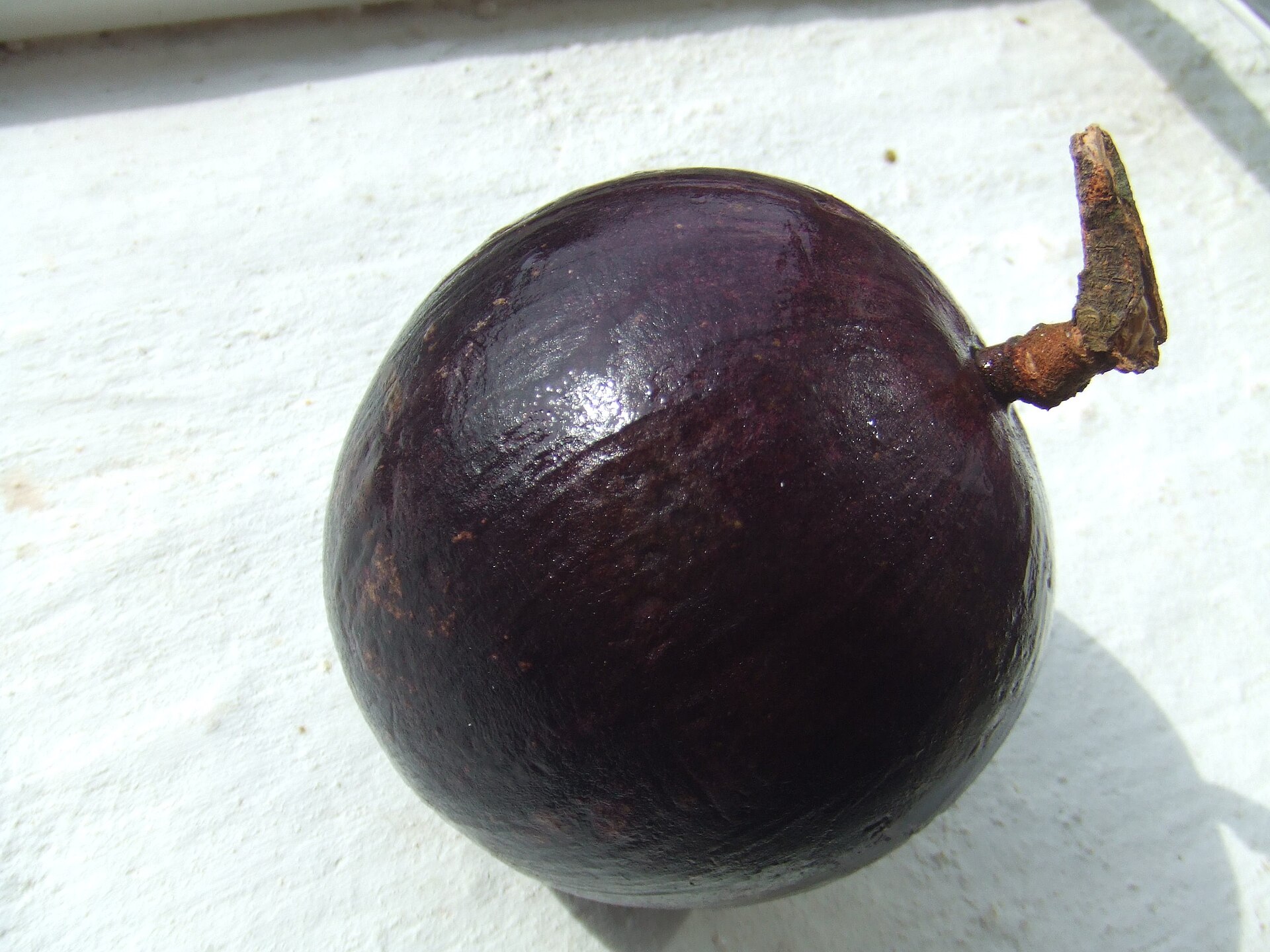 Star apple (pye kayimit) — Chrysophyllum cainito, used in Haitian and Caribbean herbal tradition