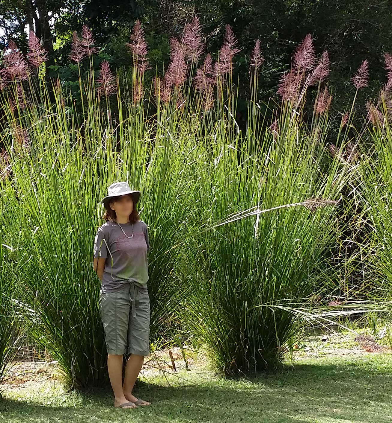 Vetiver (vetivè) — Chrysopogon zizanioides, used in Haitian and Caribbean herbal tradition