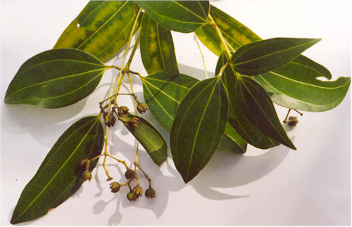 Cinnamon (kanèl) — Cinnamomum zeylanicum, used in Haitian and Caribbean herbal tradition