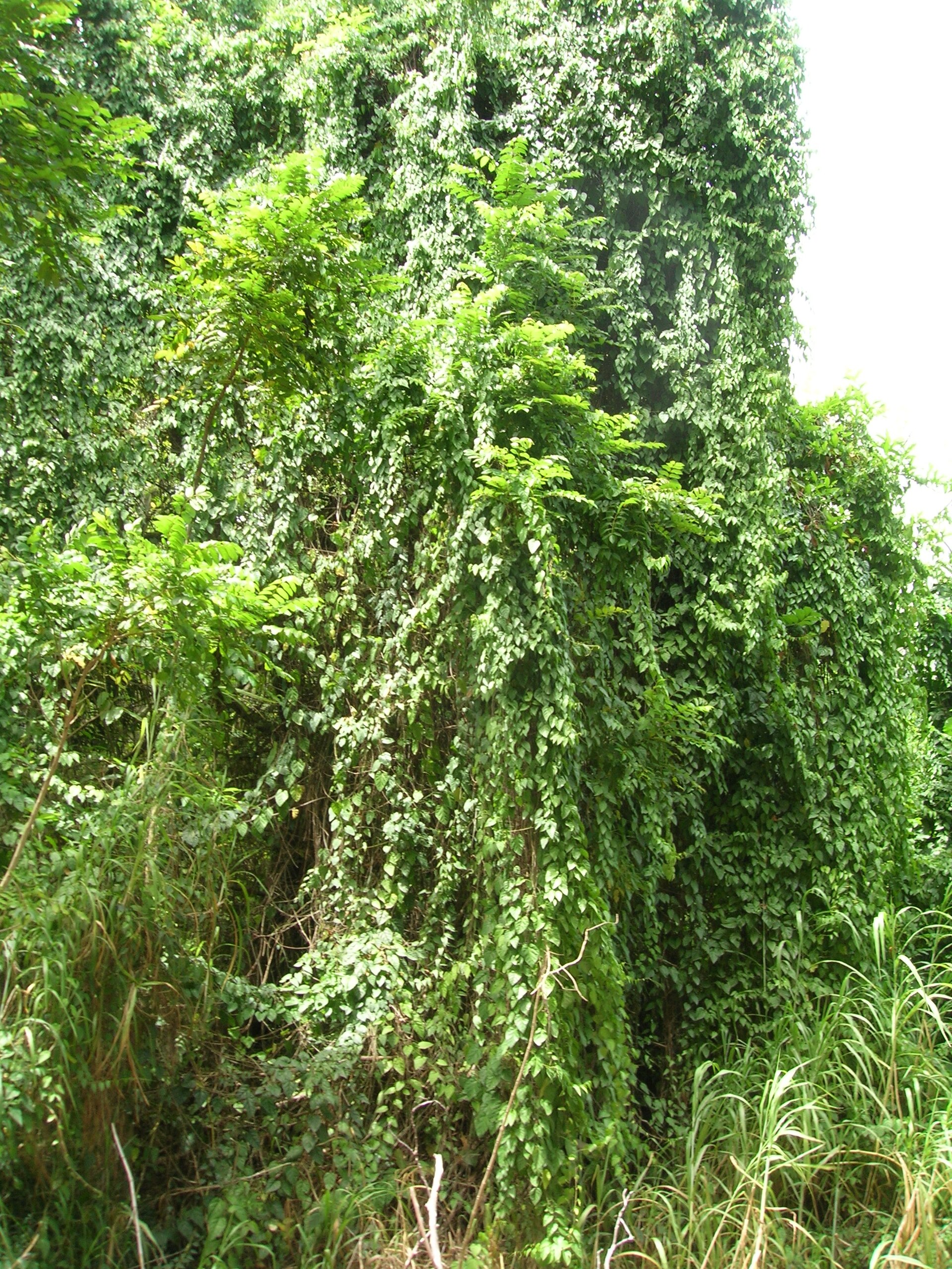 Possum grape (lyann mòl) — Cissus sicyoides, used in Haitian and Caribbean herbal tradition