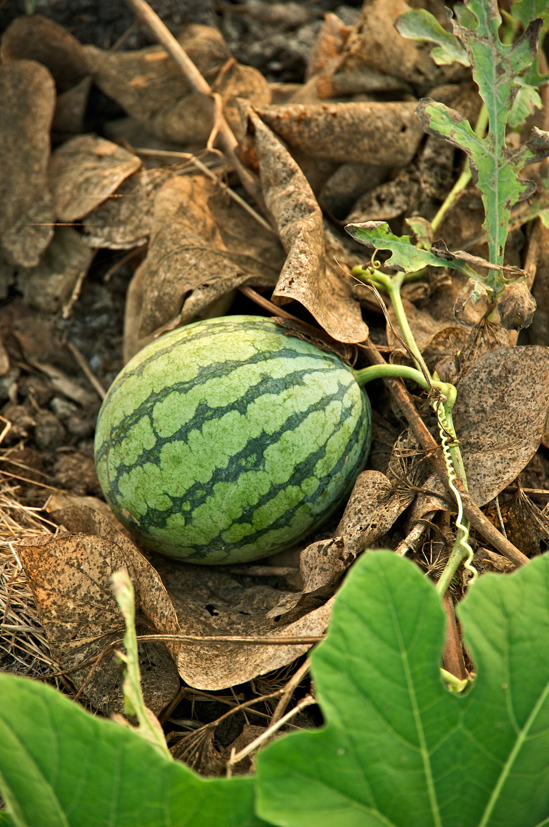 Watermelon (melon dlo) — Citrullus lanatus, used in Haitian and Caribbean herbal tradition