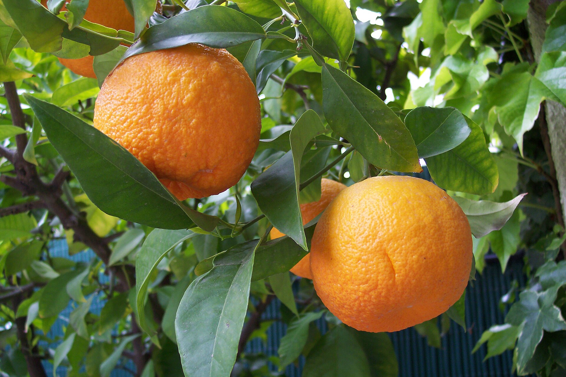 Sour orange (zoranj si) — Citrus aurantium, used in Haitian and Caribbean herbal tradition