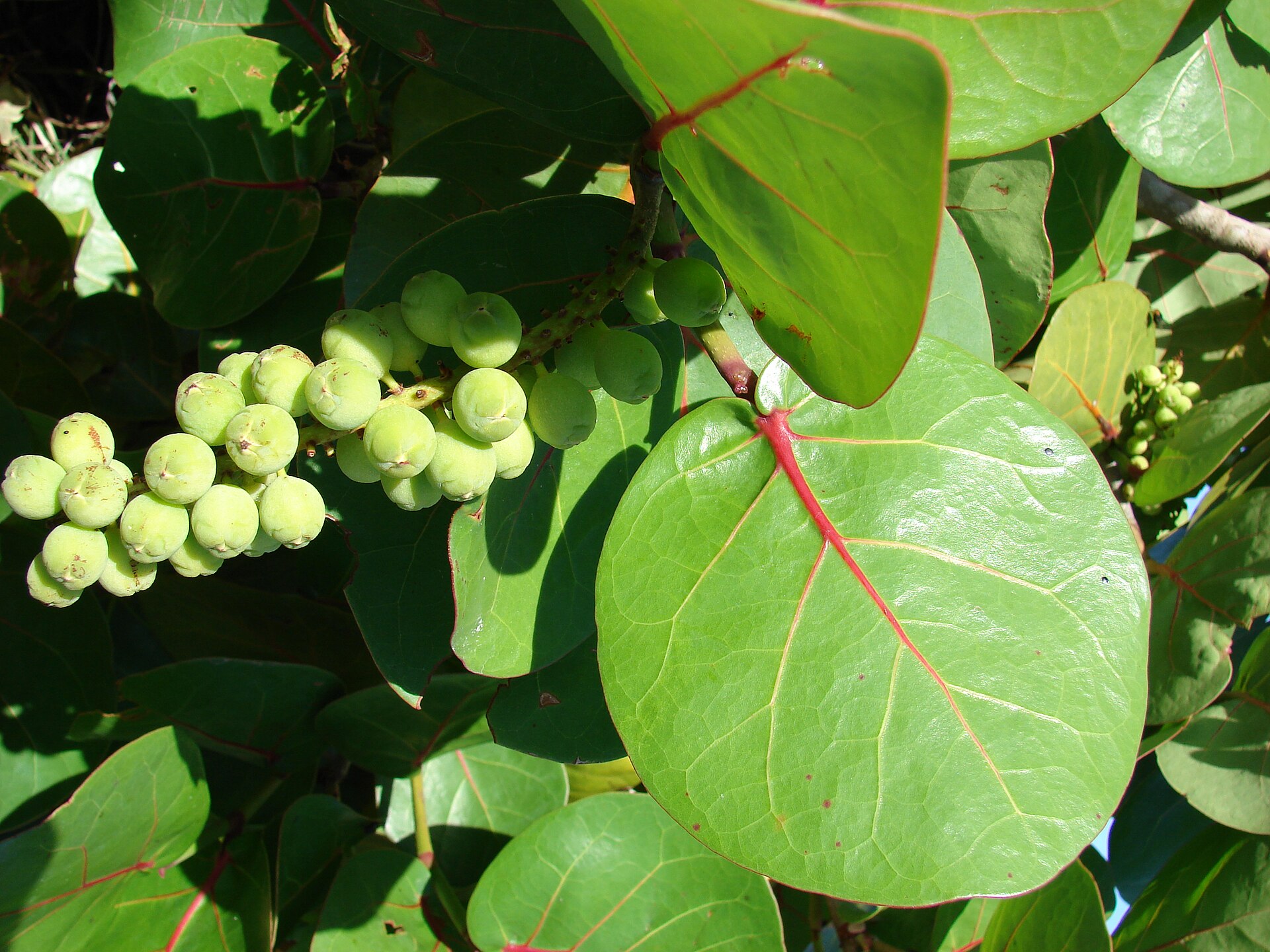 Sea grape (rezen lan mè) — Coccoloba uvifera, used in Haitian and Caribbean herbal tradition