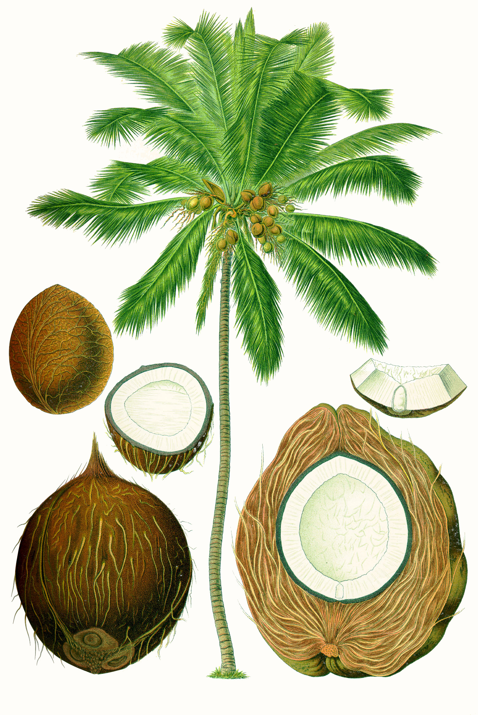 Coconut (pye kokoye) — Cocos nucifera, used in Haitian and Caribbean herbal tradition