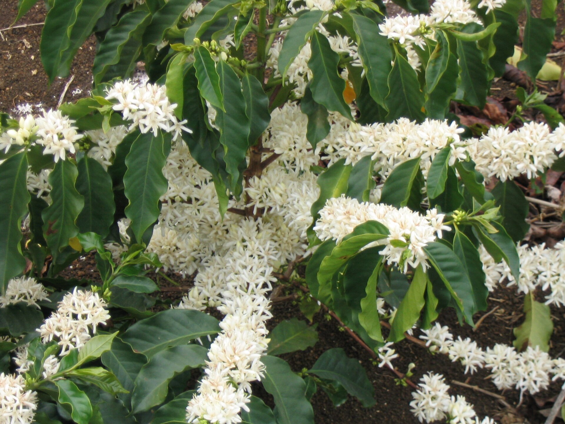 Coffee (kafe) — Coffea arabica, used in Haitian and Caribbean herbal tradition
