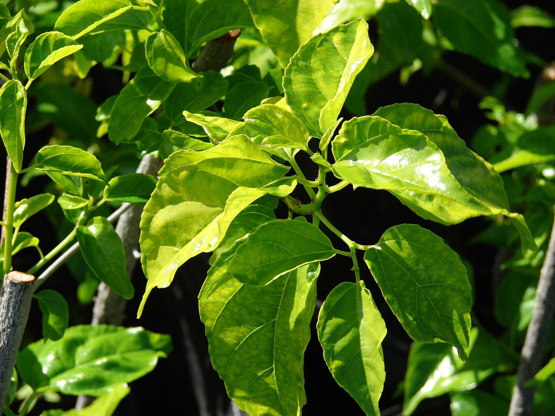 Mabi (Mabi) — Colubrina arborescens, used in Haitian and Caribbean herbal tradition