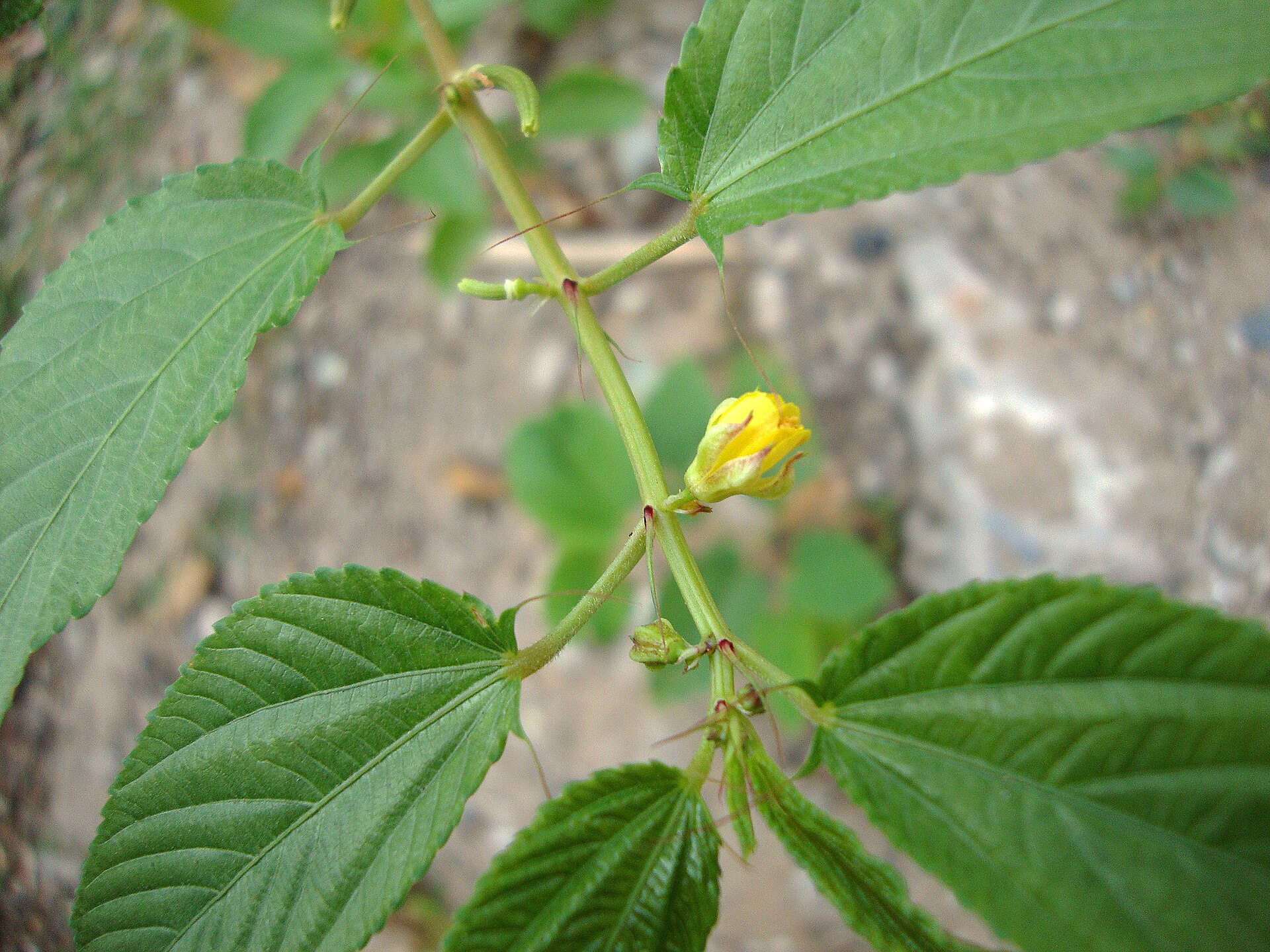 Jute (lalo) — Corchorus olitorius, used in Haitian and Caribbean herbal tradition