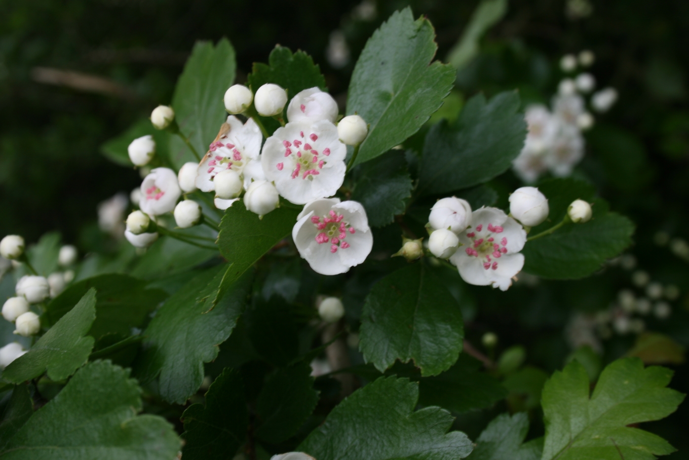 Hawthorn (Aubèpèn) — Crataegus laevigata, used in Haitian and Caribbean herbal tradition