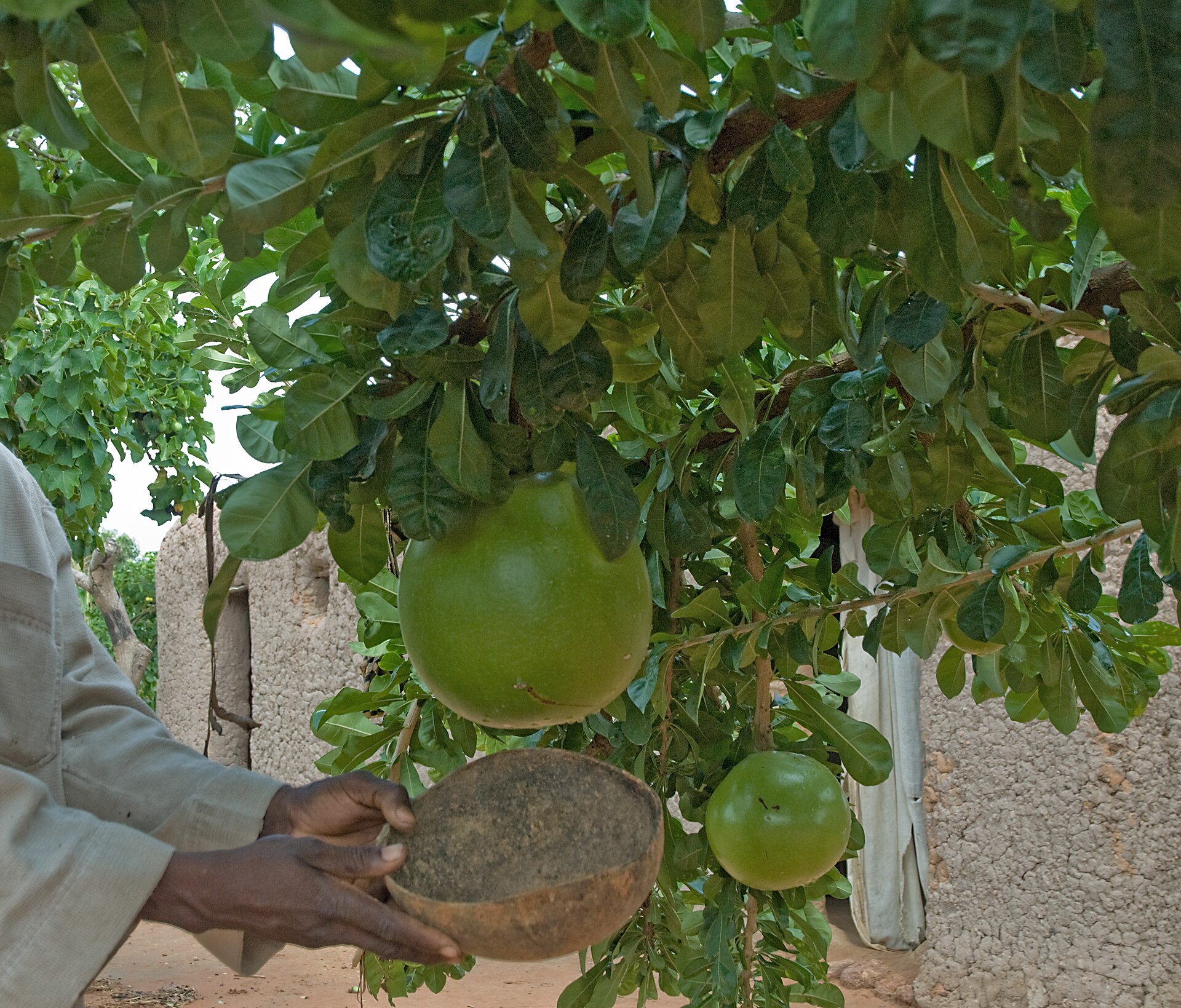 Calabash tree (pye kalbas) — Crescentia cujete, used in Haitian and Caribbean herbal tradition