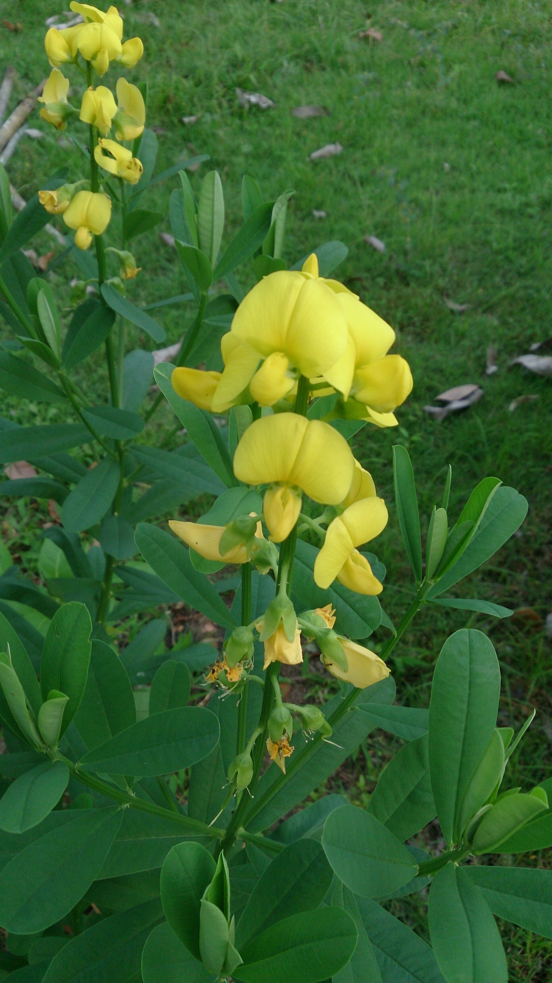Rattlebox (pètpèt) — Crotalaria retusa, used in Haitian and Caribbean herbal tradition