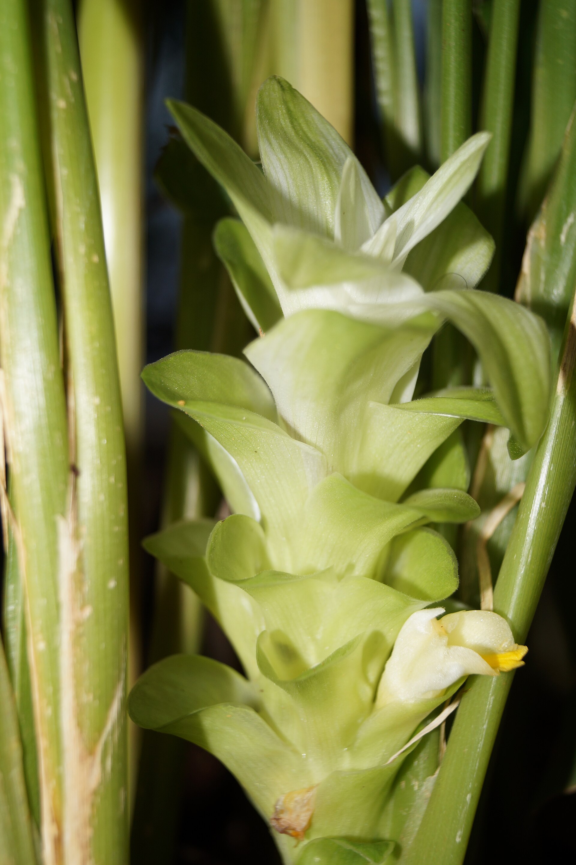 Turmeric (Kikonm / Safran peyi) — Curcuma longa, used in Haitian and Caribbean herbal tradition