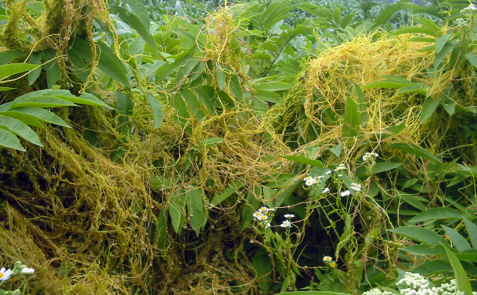 Dodder (lamitye) — Cuscuta americana, used in Haitian and Caribbean herbal tradition