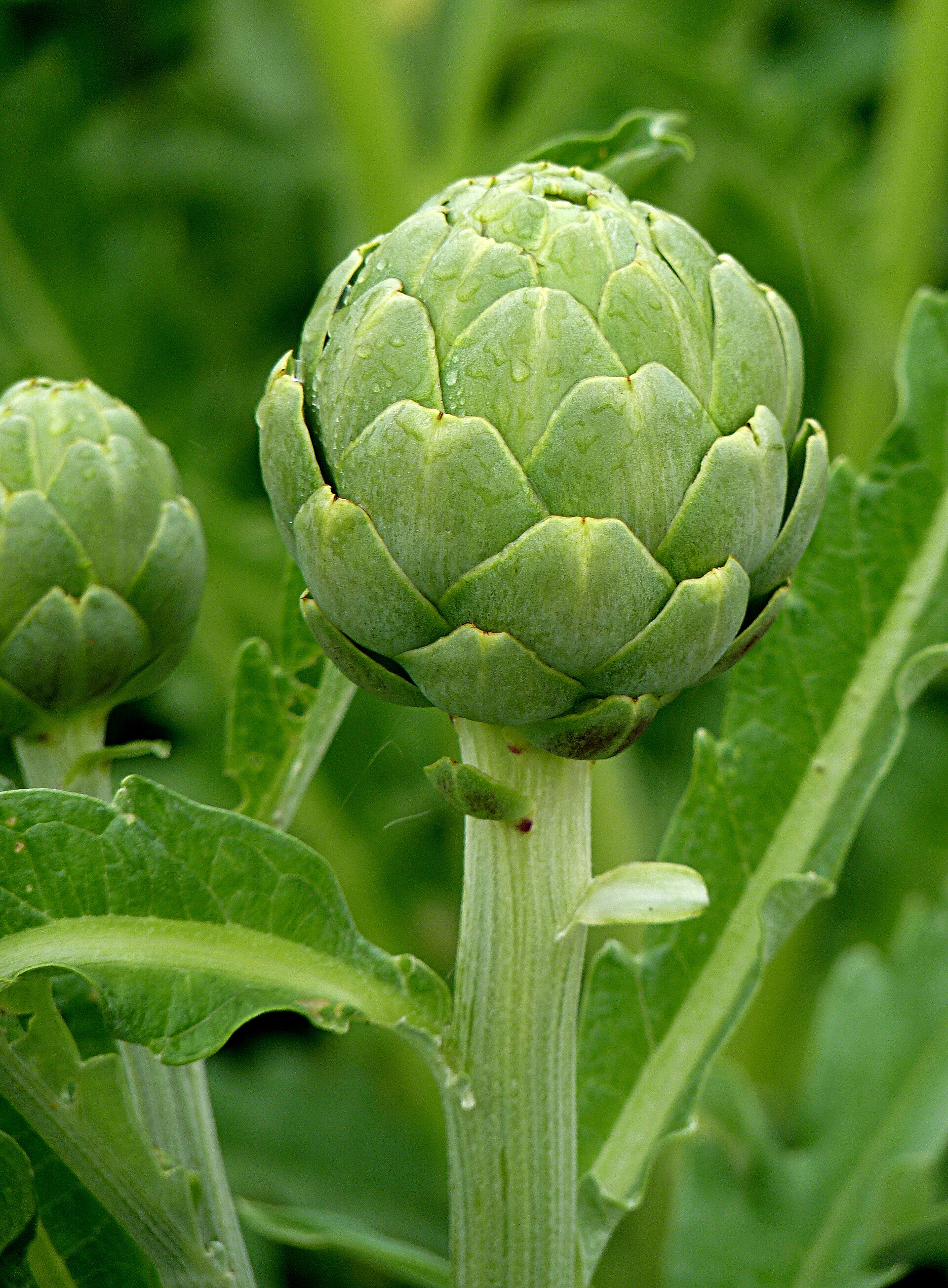 Artichoke (aticho) — Cynara scolymus, used in Haitian and Caribbean herbal tradition
