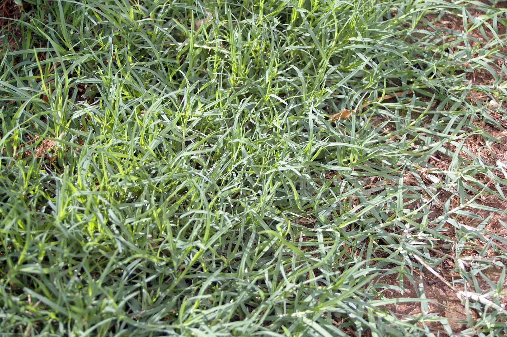 Bermuda grass (chendan) — Cynodon dactylon, used in Haitian and Caribbean herbal tradition