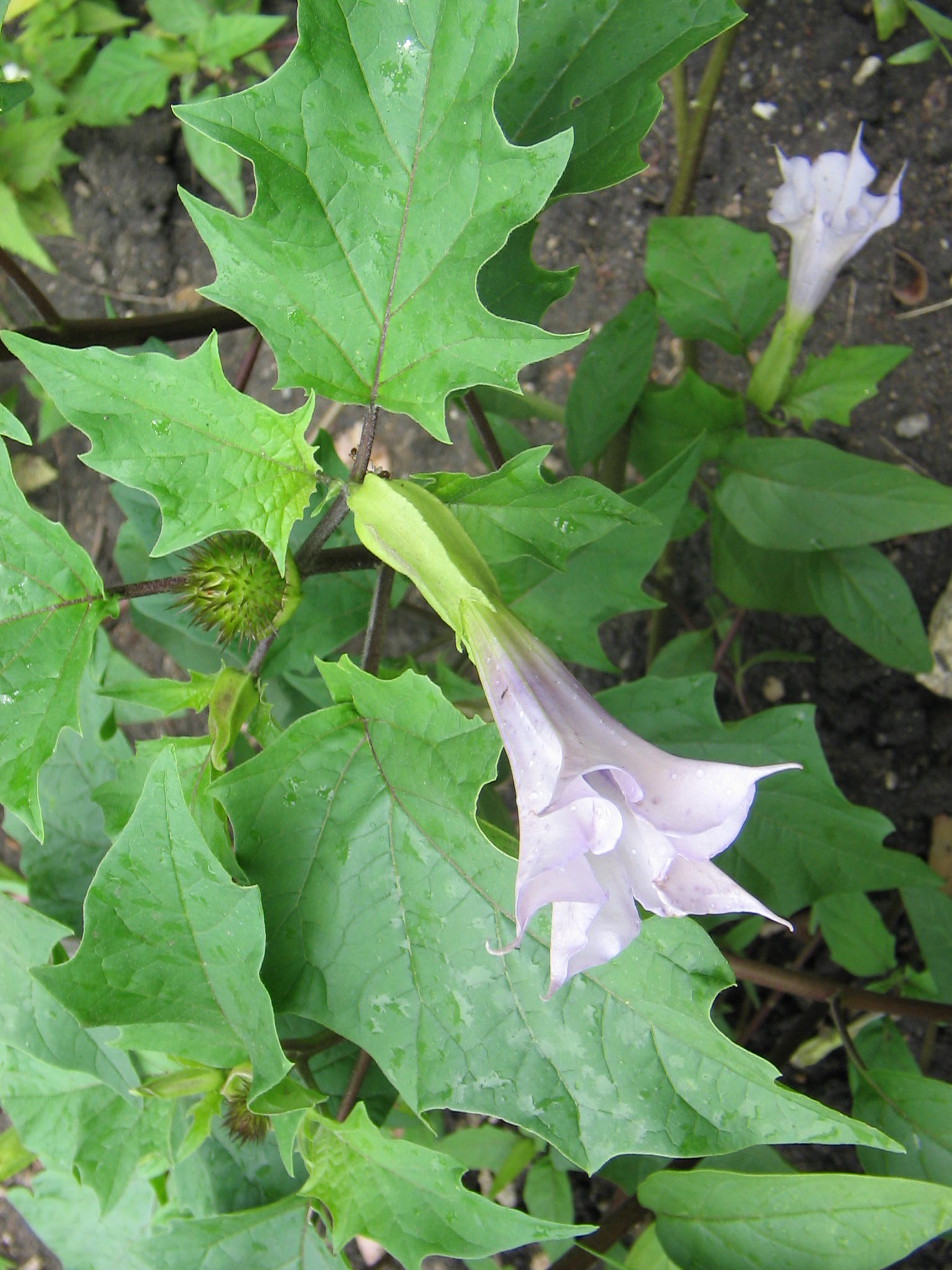 Jimsonweed (konkonb zonbi) — Datura stramonium, used in Haitian and Caribbean herbal tradition