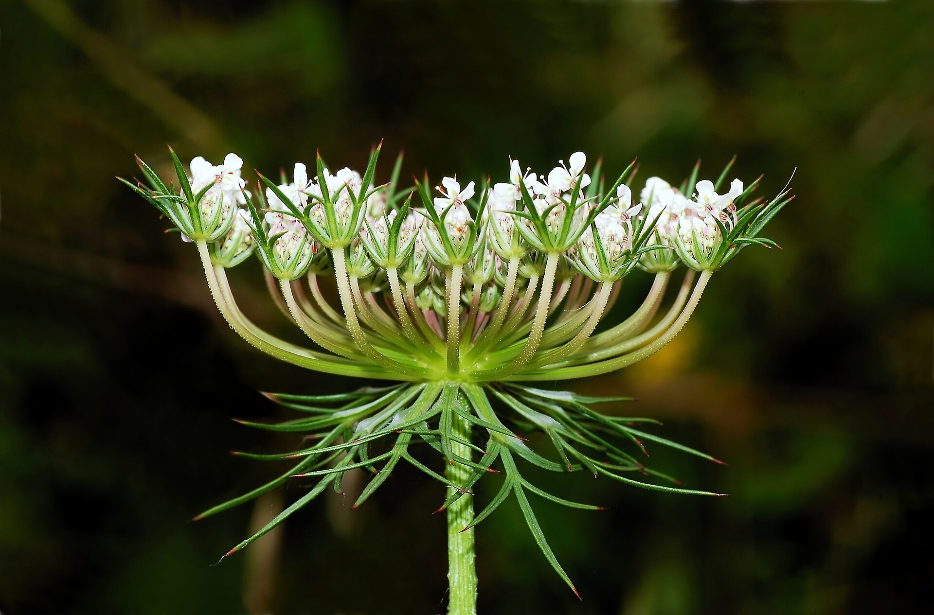 Carrot (kawòt) — Daucus carota, used in Haitian and Caribbean herbal tradition