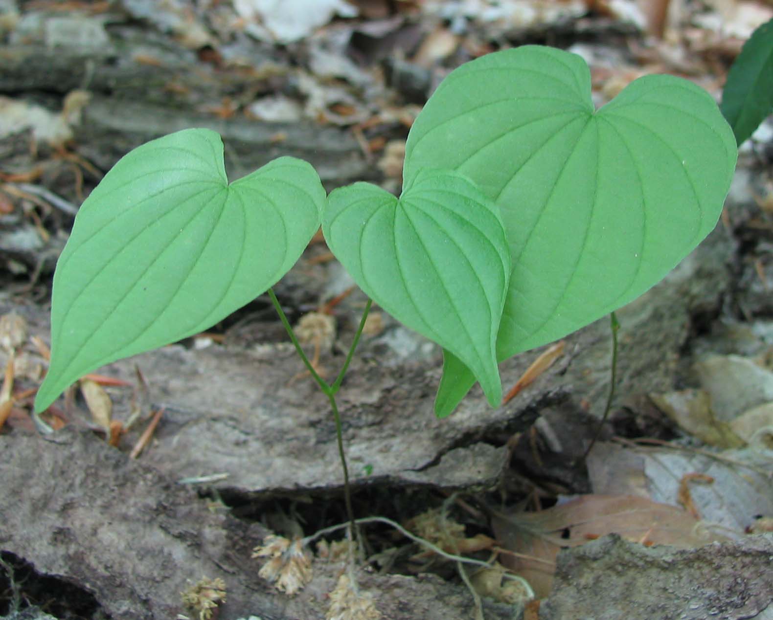 Wild yam (Yanm sovaj (Dioskorea)) — Dioscorea villosa, used in Haitian and Caribbean herbal tradition