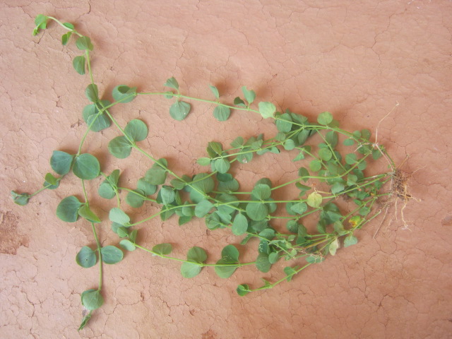 Chickweed (apetit mawon) — Drymaria cordata, used in Haitian and Caribbean herbal tradition