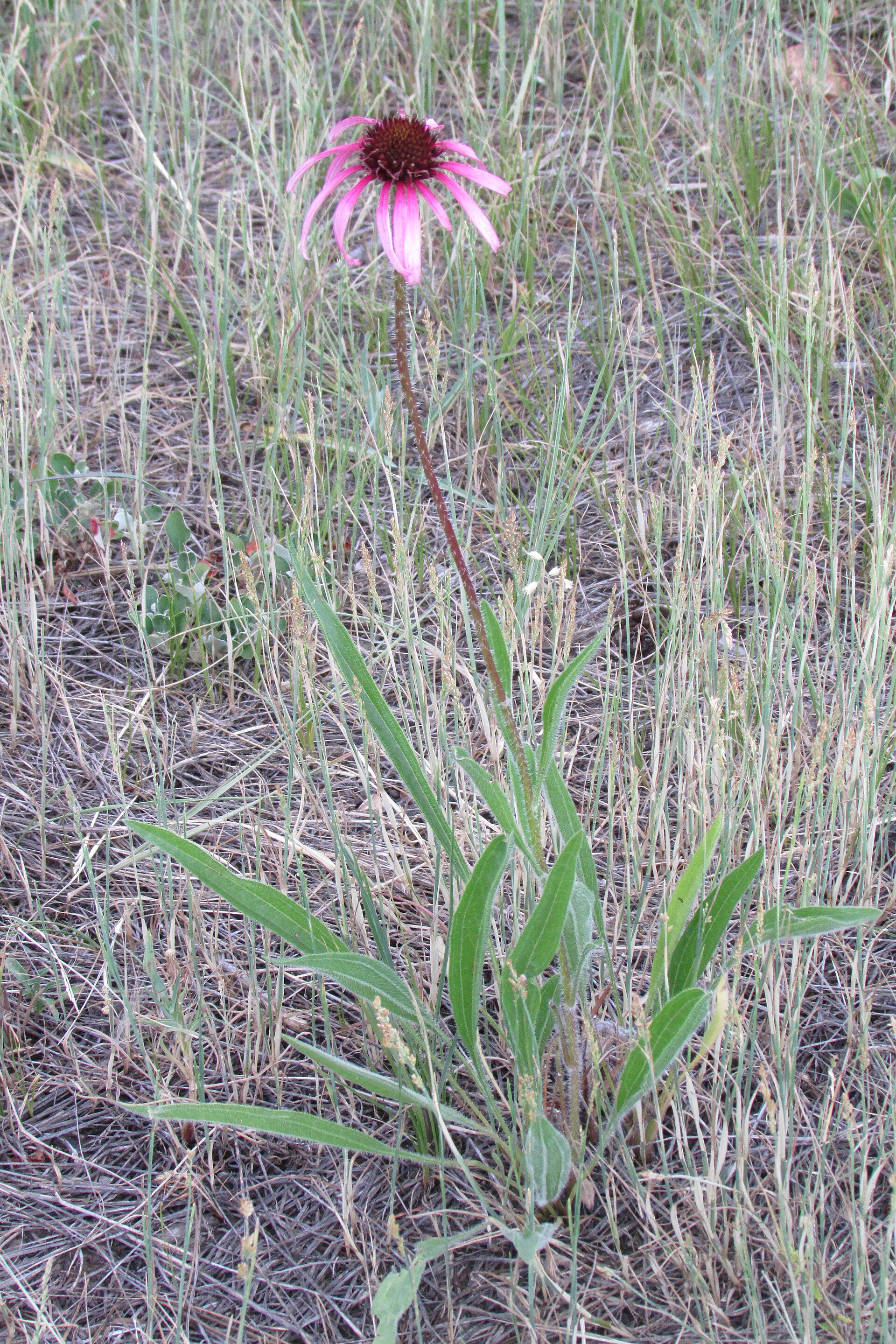 Echinacea (Ekinase) — Echinacea angustifolia, used in Haitian and Caribbean herbal tradition