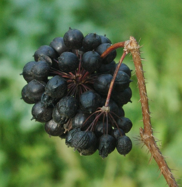 Eleuthero / Siberian ginseng (Eleyterowòk (Jensan Siberi)) — Eleutherococcus senticosus, used in Haitian and Caribbean herbal tradition