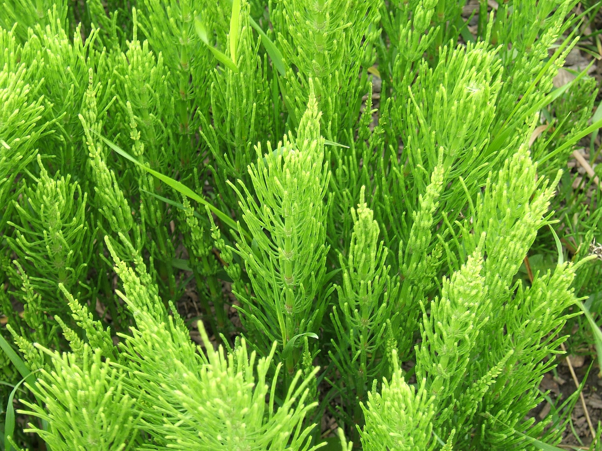 Field horsetail (Prèl chan) — Equisetum arvense, used in Haitian and Caribbean herbal tradition