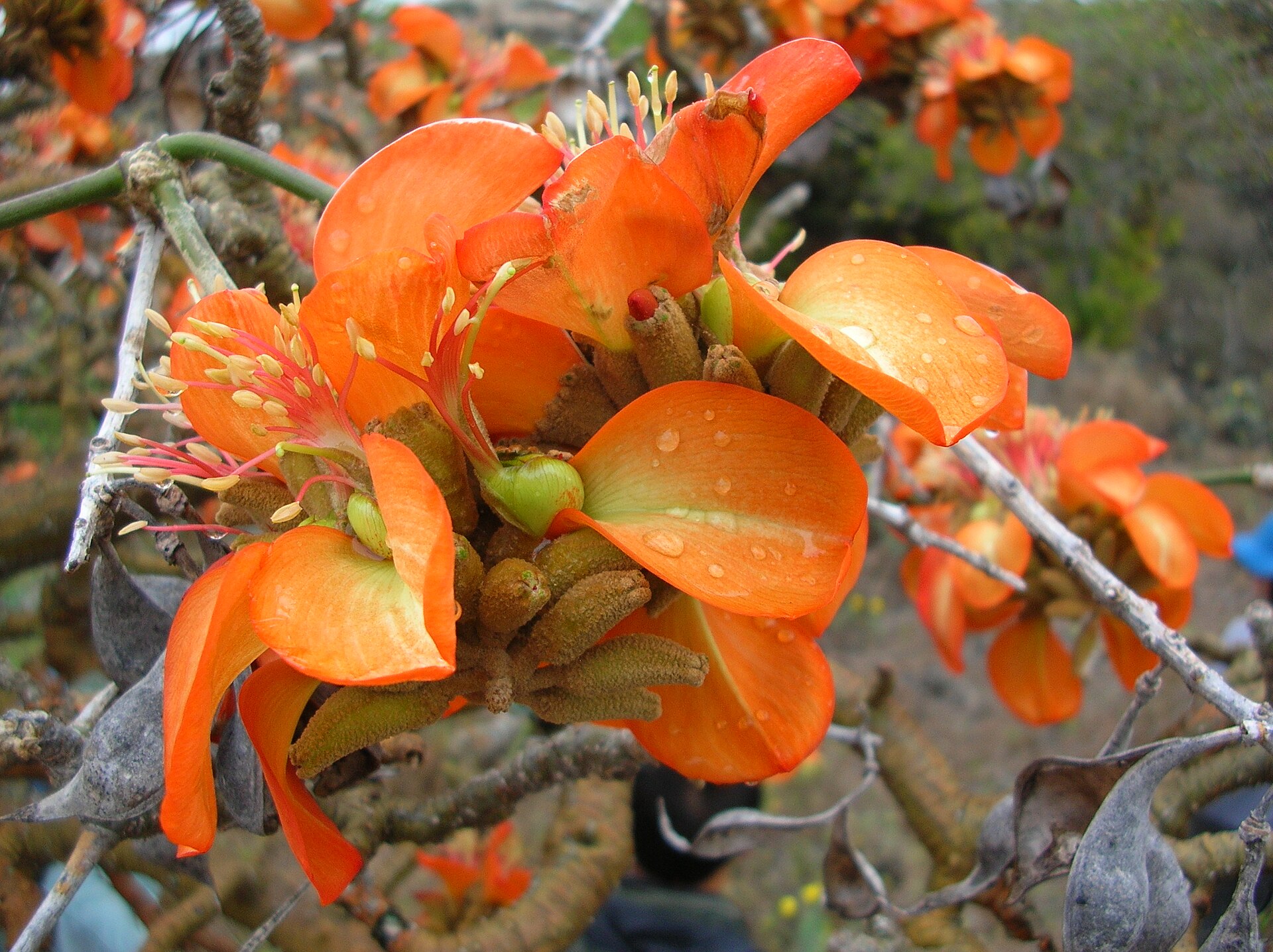 Immortelle (Imòtèl) — Erythrina corallodendron, used in Haitian and Caribbean herbal tradition