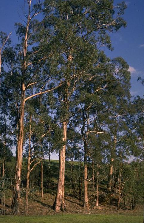 Eucalyptus (kaliptis) — Eucalyptus globulus, used in Haitian and Caribbean herbal tradition