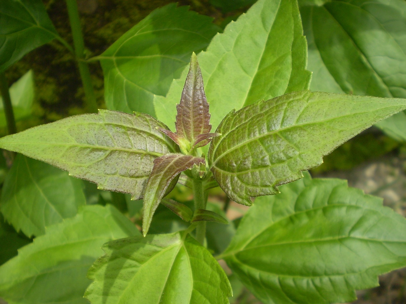 Siam weed (lang chat) — Eupatorium odoratum, used in Haitian and Caribbean herbal tradition