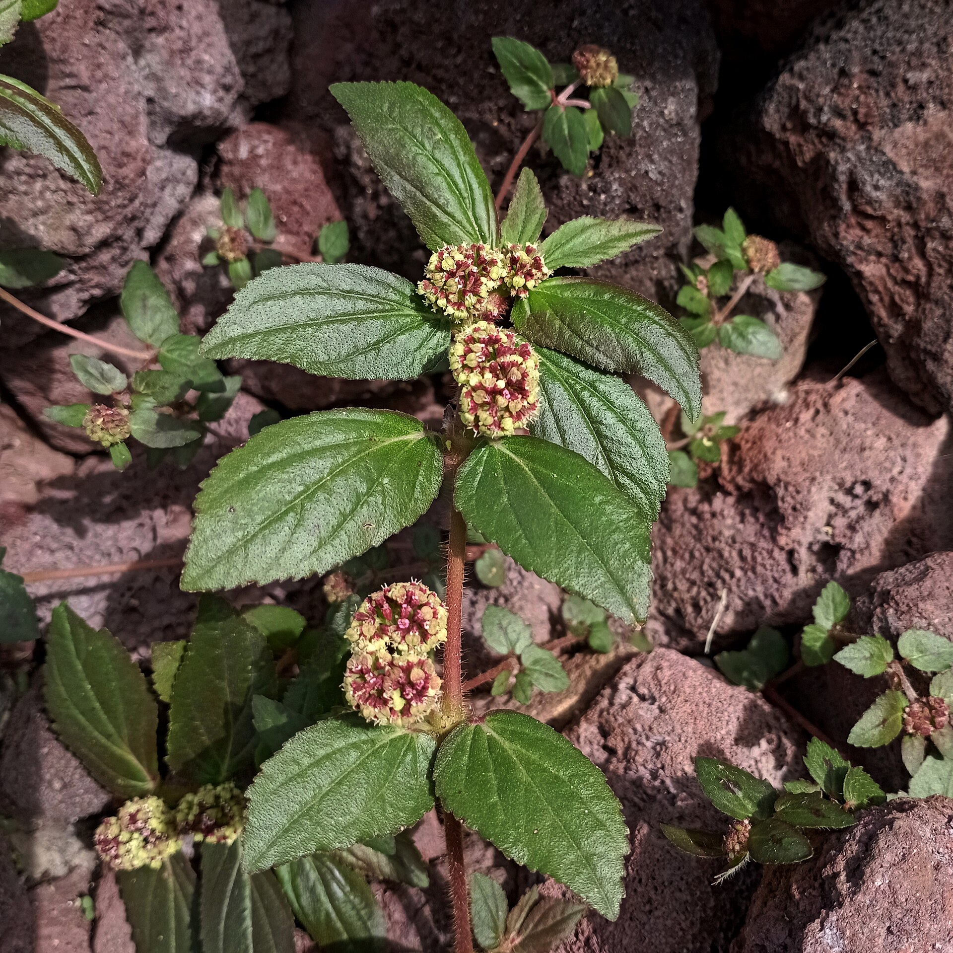 Asthma plant (malonmen) — Euphorbia hirta, used in Haitian and Caribbean herbal tradition