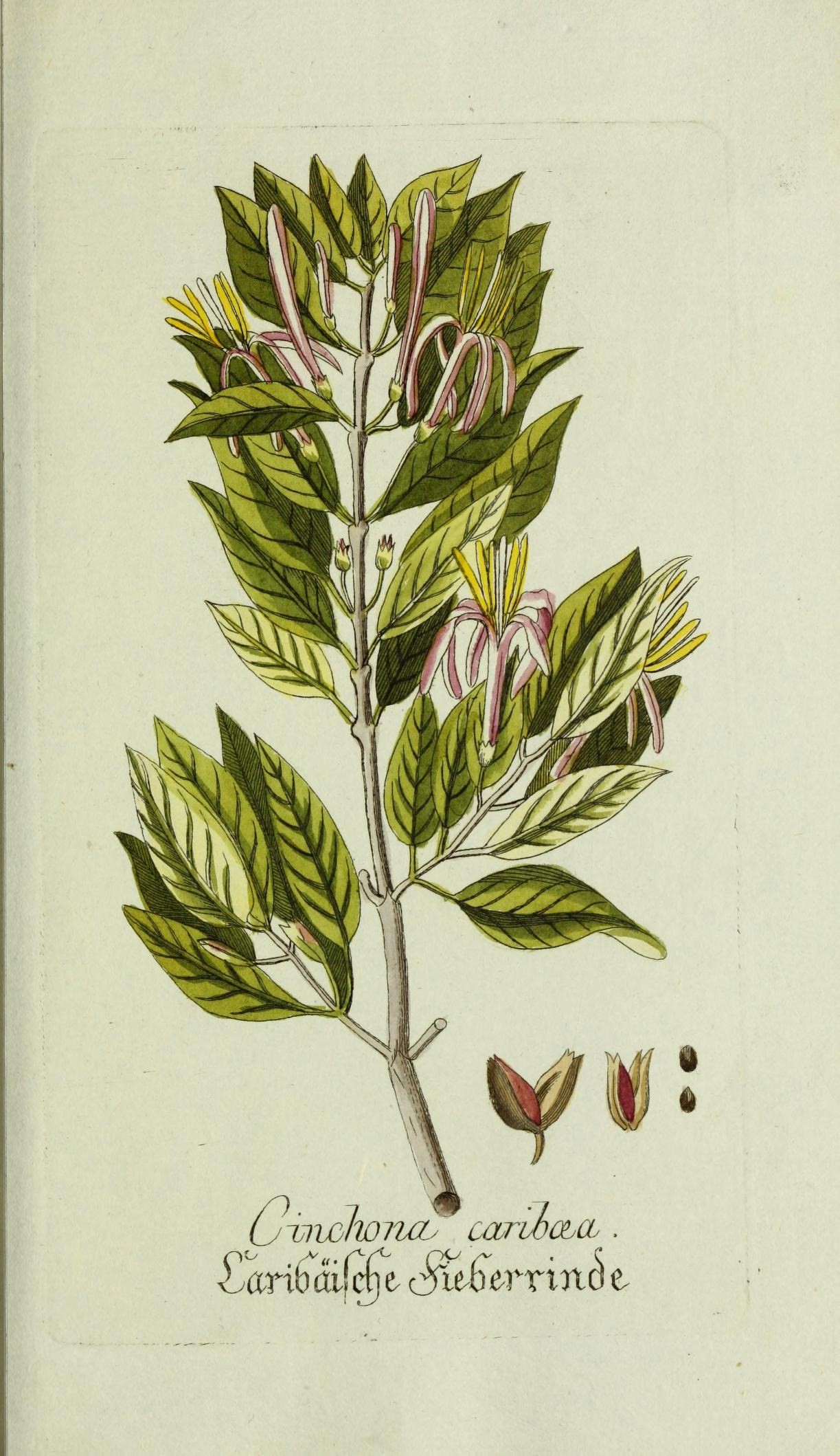 Caribbean princewood (kenkina) — Exostema caribaeum, used in Haitian and Caribbean herbal tradition