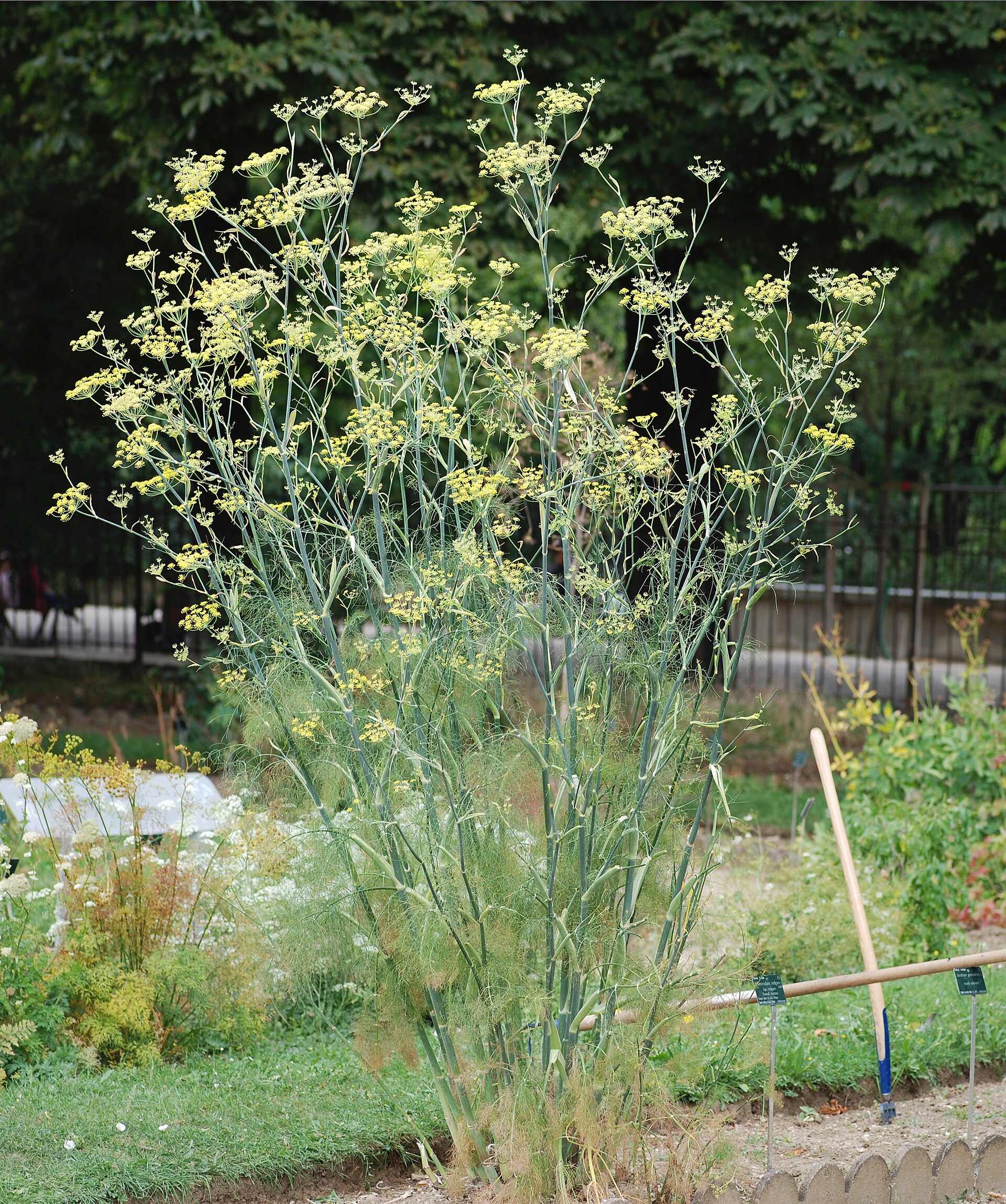 Fennel (Fenouy) — Foeniculum vulgare, used in Haitian and Caribbean herbal tradition