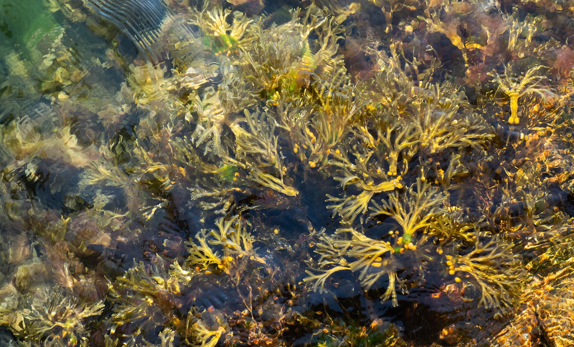 Seaweed (bladderwrack, kelp) (Alg marin (Fucus, Laminè, Varèch)) — Fucus vesiculosus, used in Haitian and Caribbean herbal tradition