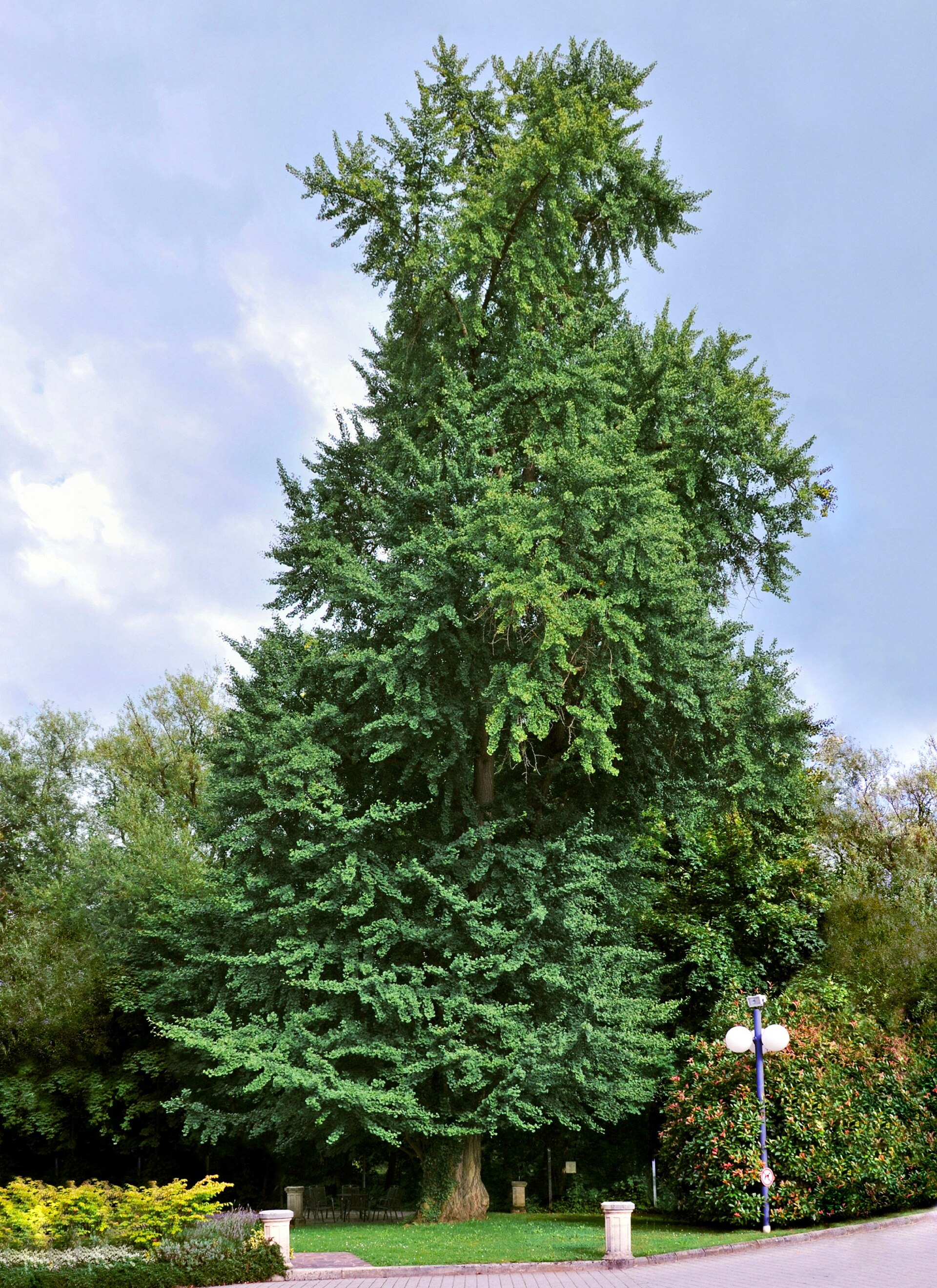 Ginkgo (Ginkgo) — Ginkgo biloba, used in Haitian and Caribbean herbal tradition