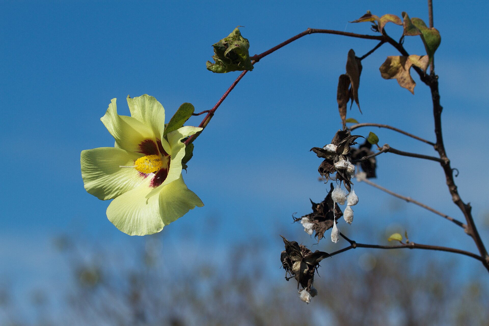 Cotton (koton) — Gossypium barbadense, used in Haitian and Caribbean herbal tradition