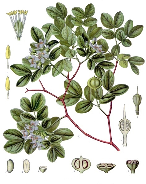 Guaiacum (gayak fran) — Guaiacum officinale, used in Haitian and Caribbean herbal tradition